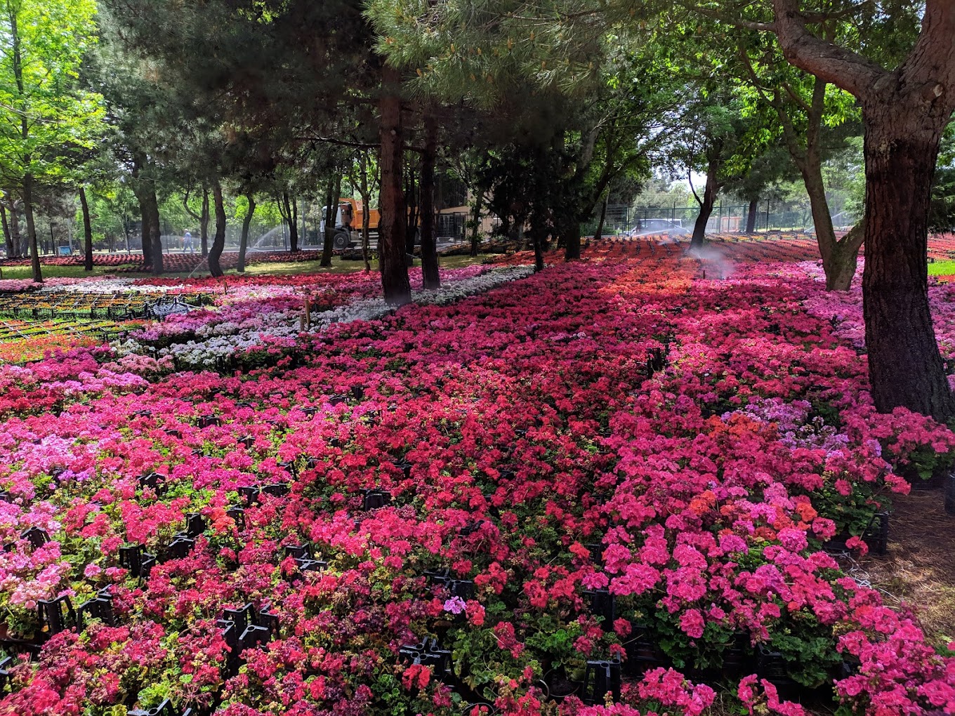 Florya Ataturk Ormanı