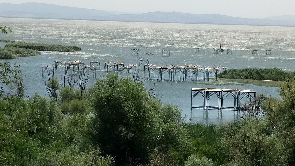 Kuş Cenneti Milli Parkı'nda Kuş Gözlemi